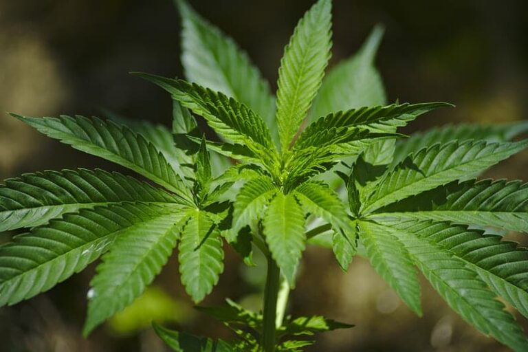 Marijuana legalization and its legal implications